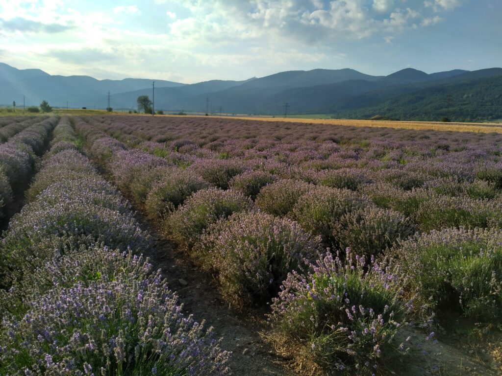 Câmp de lavandă lângă Kazanlăk