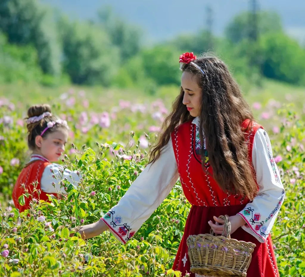 cules de trandafiri, grădină de trandafiri, trandafiri, costum popular, bulgaria, flori, fete, coș, oameni